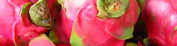 マンゴスチン写真